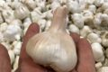 Using garlic for part of your fishing bait