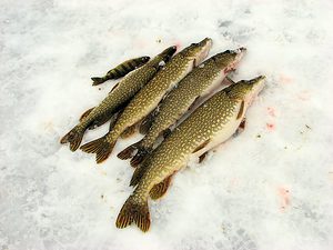 Pike and perch caught ice fishing