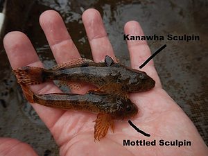 Sculpin or bullhead bait for trout