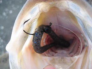 Wacky senko worm close up inside a bass mouth