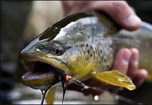 brown winter trout