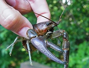 crayfish bait for trout