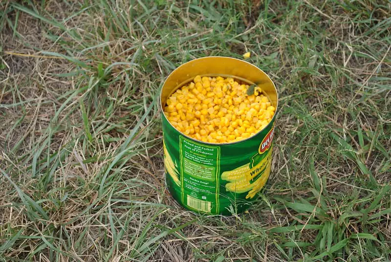 sweetcorn fishing bait