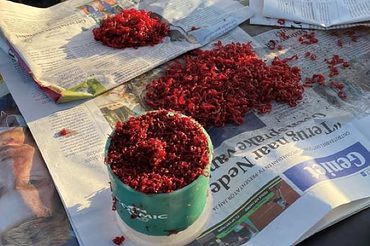 bloodworms kept in newspaper
