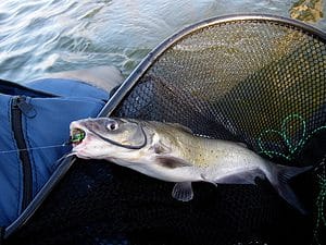 Channel catfish caught on a fly