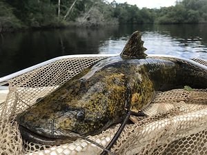 Flathead catfish can reach almost the same size as blue catfish