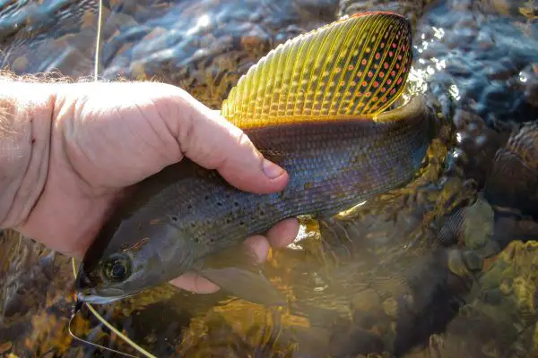 Grayling fish