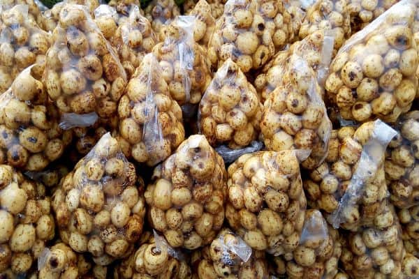 Tiger Nuts for fishing