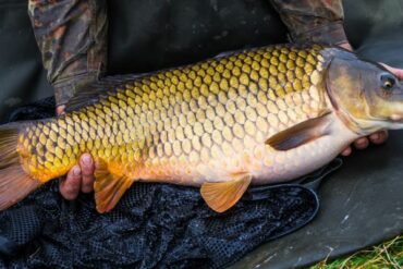 Using scales to determine how old it is