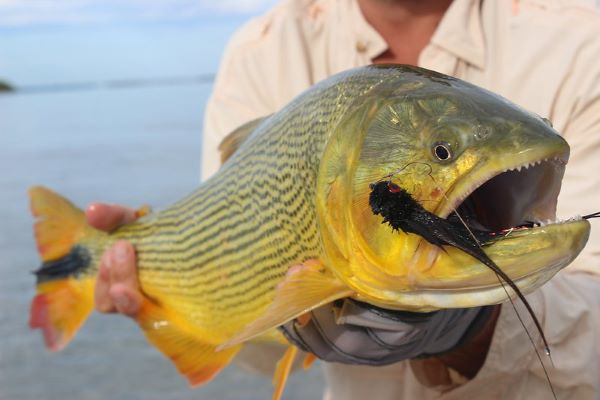 Golden Dorado