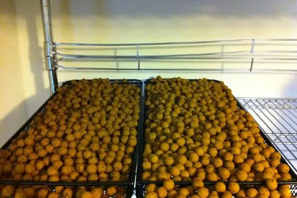 boilies drying on racks