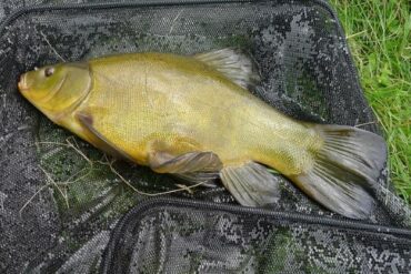 Tench or tinca tinca are a favourite fish to catch for many anglers