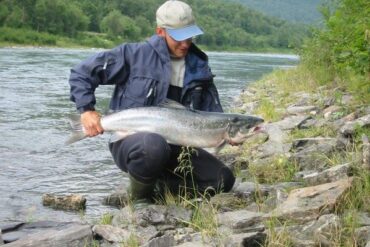 Length & Weight Variations In Salmon Species